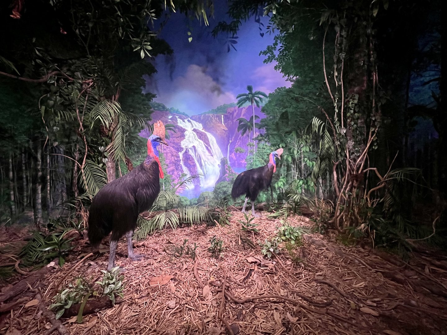 Double Wattled Cassowary