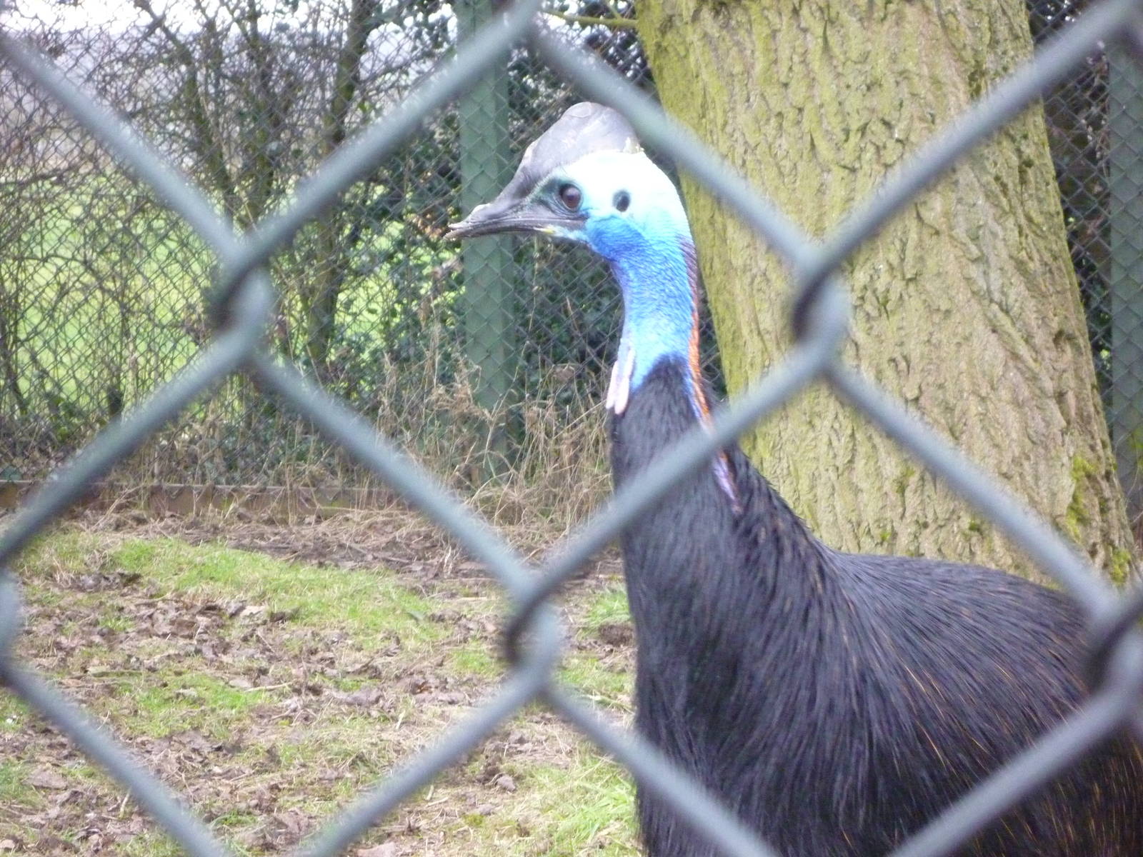 Double Wattled Cassowary