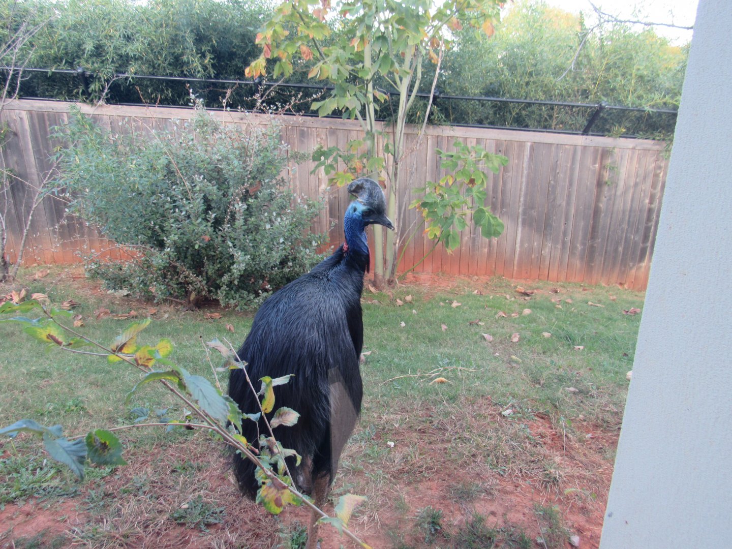 Double-wattled Cassowary