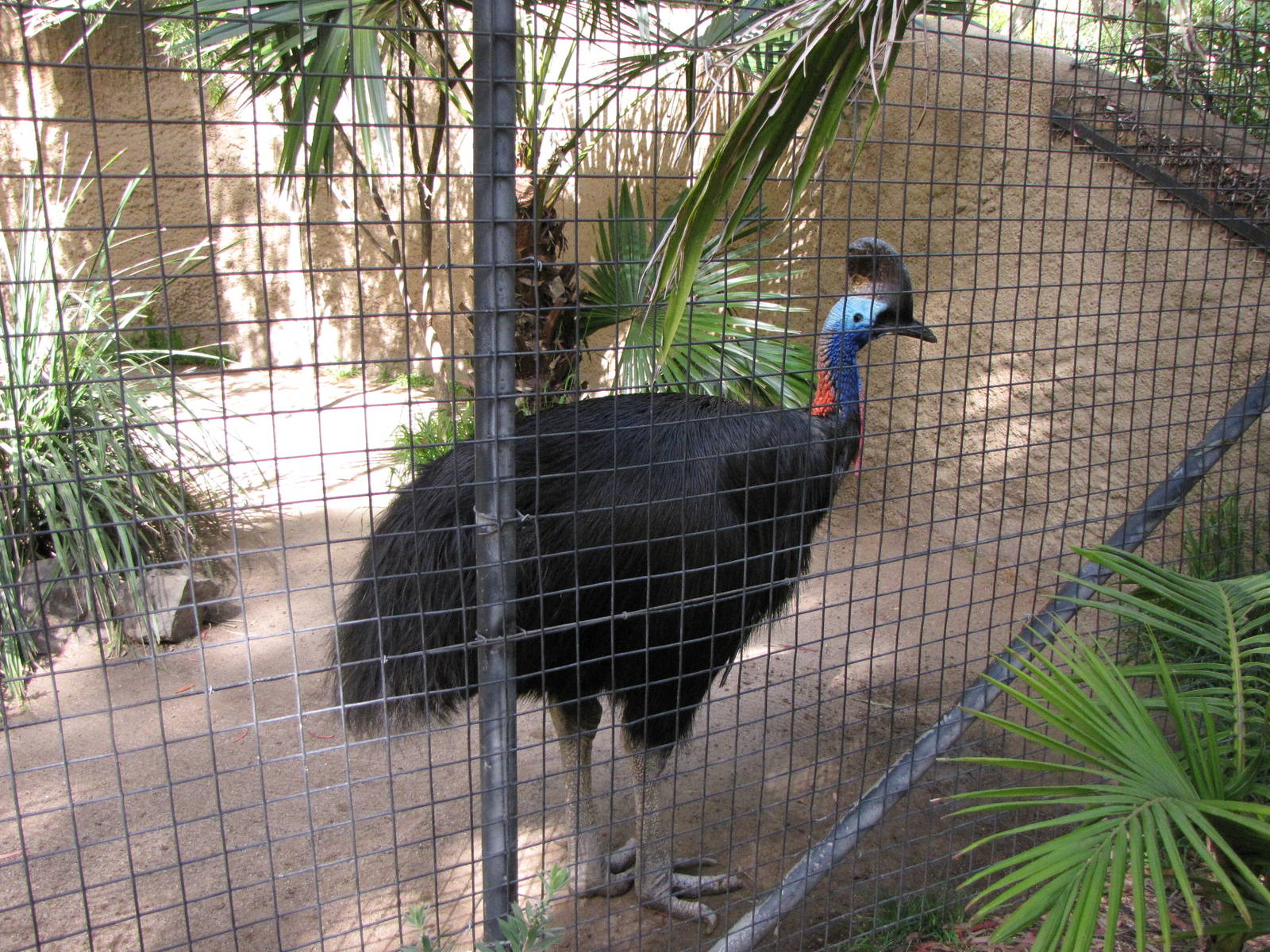 Double-wattled Cassowary