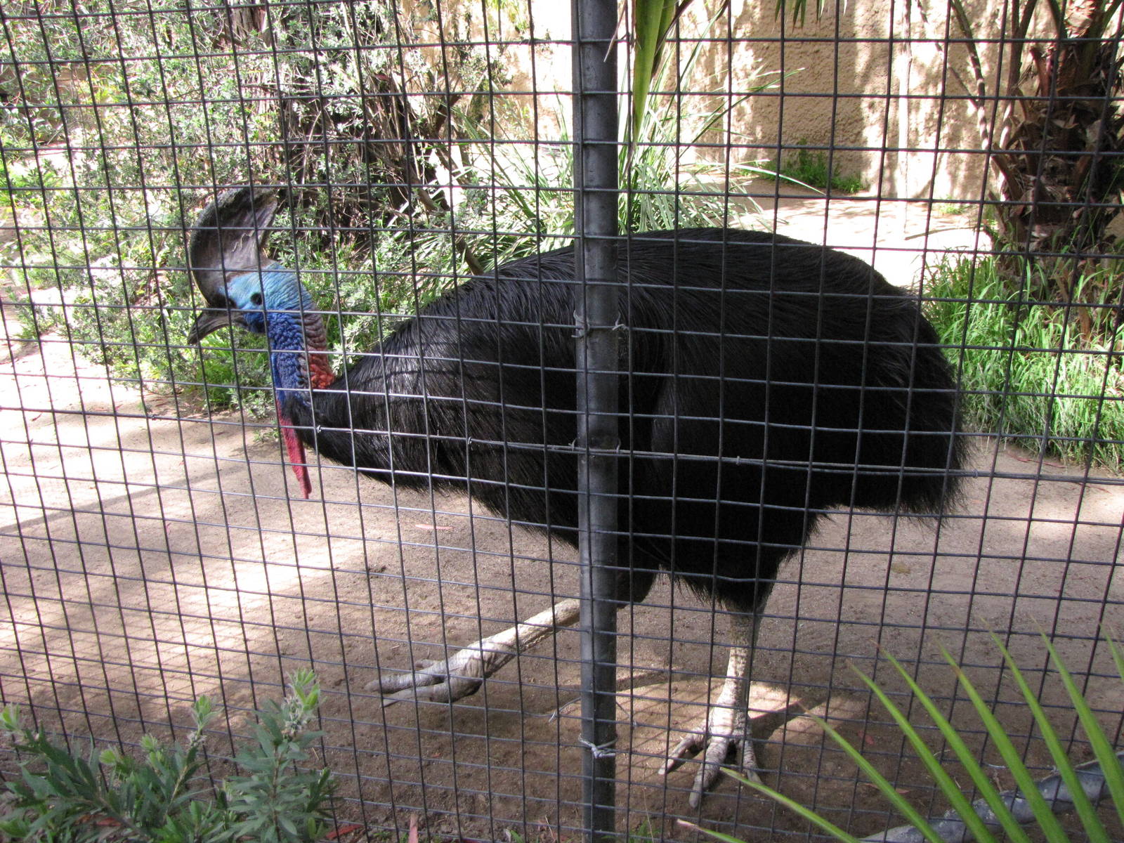 Double-wattled Cassowary