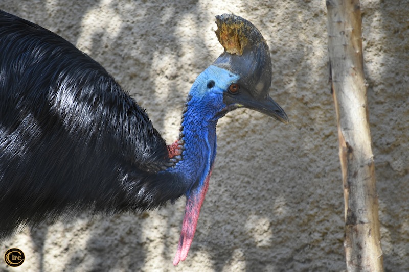 Double-Wattled Cassowary_zc