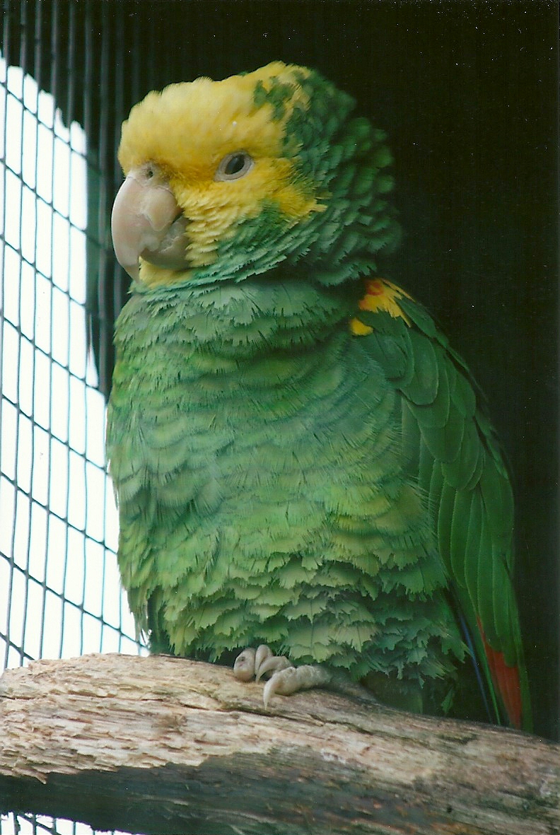 Double Yellow-headed Amazon 10th September 2012