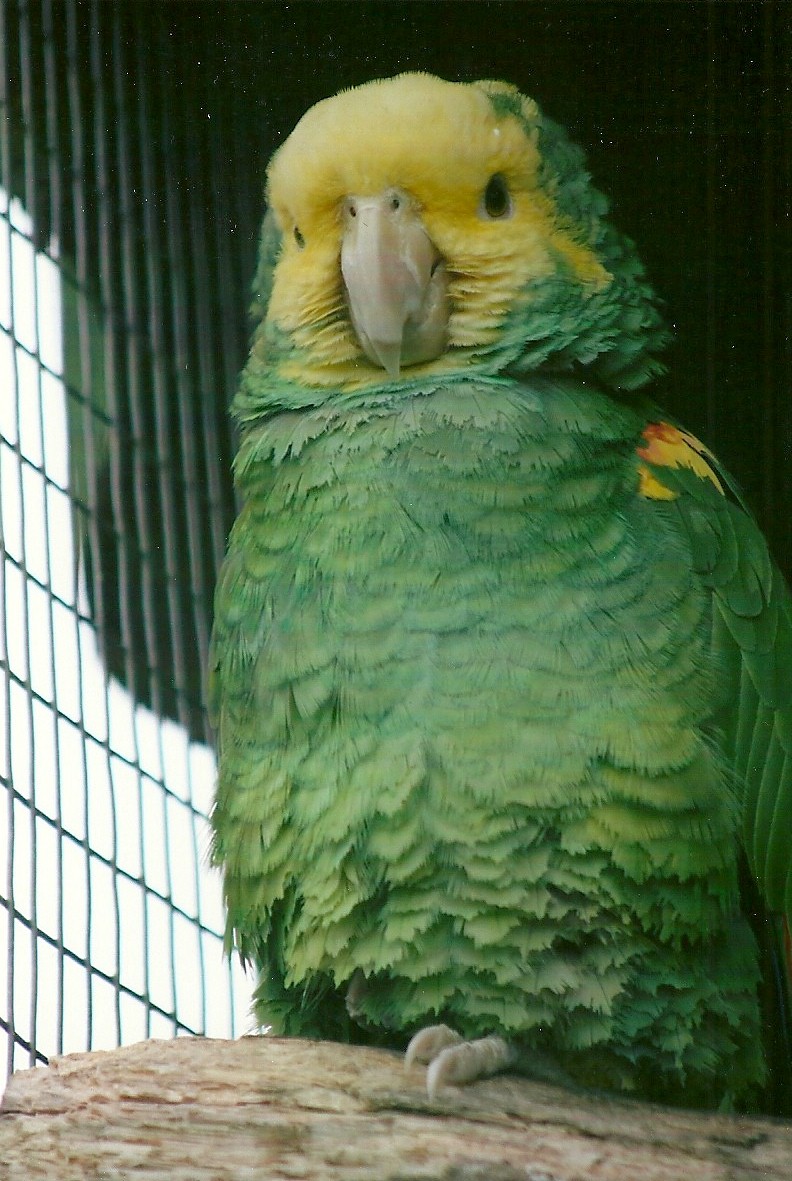 Double Yellow-headed Amazon 10th September 2012
