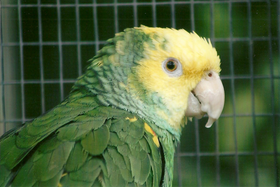 Double Yellow-headed Amazon 10th September 2012