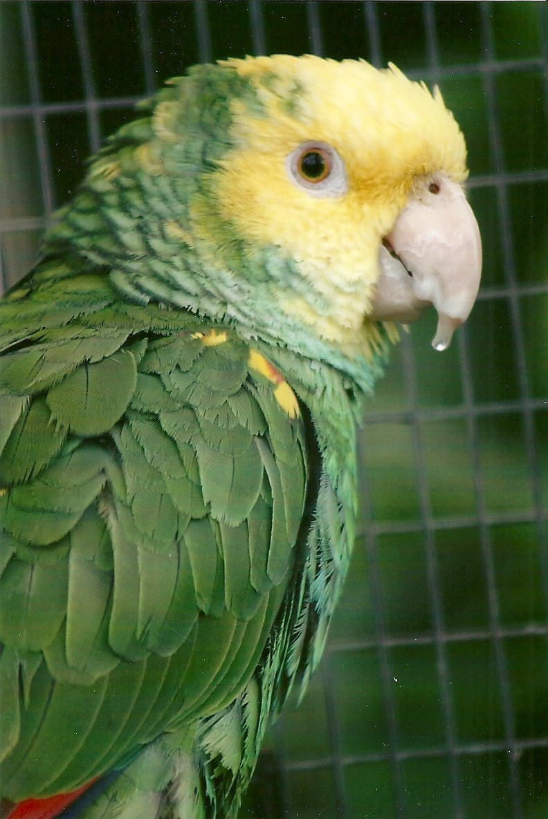 Double Yellow-headed Amazon 10th September 2012