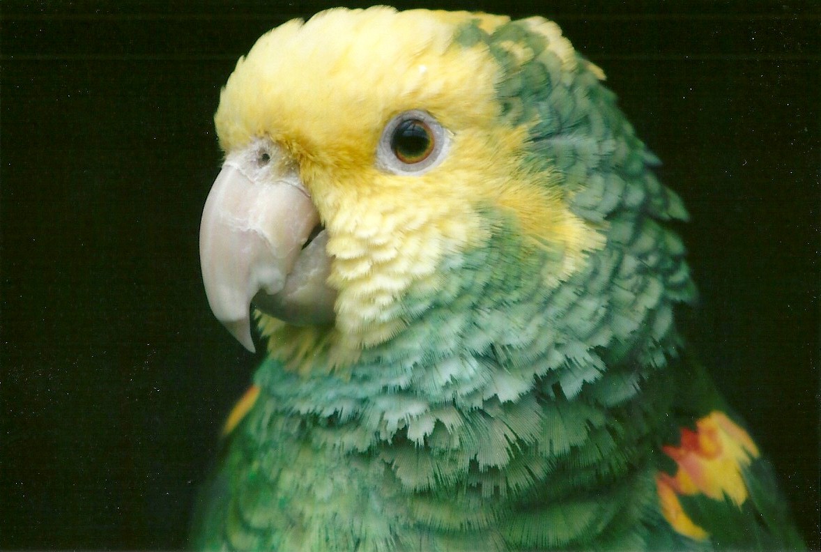 Double Yellow-headed Amazon 10th September 2012