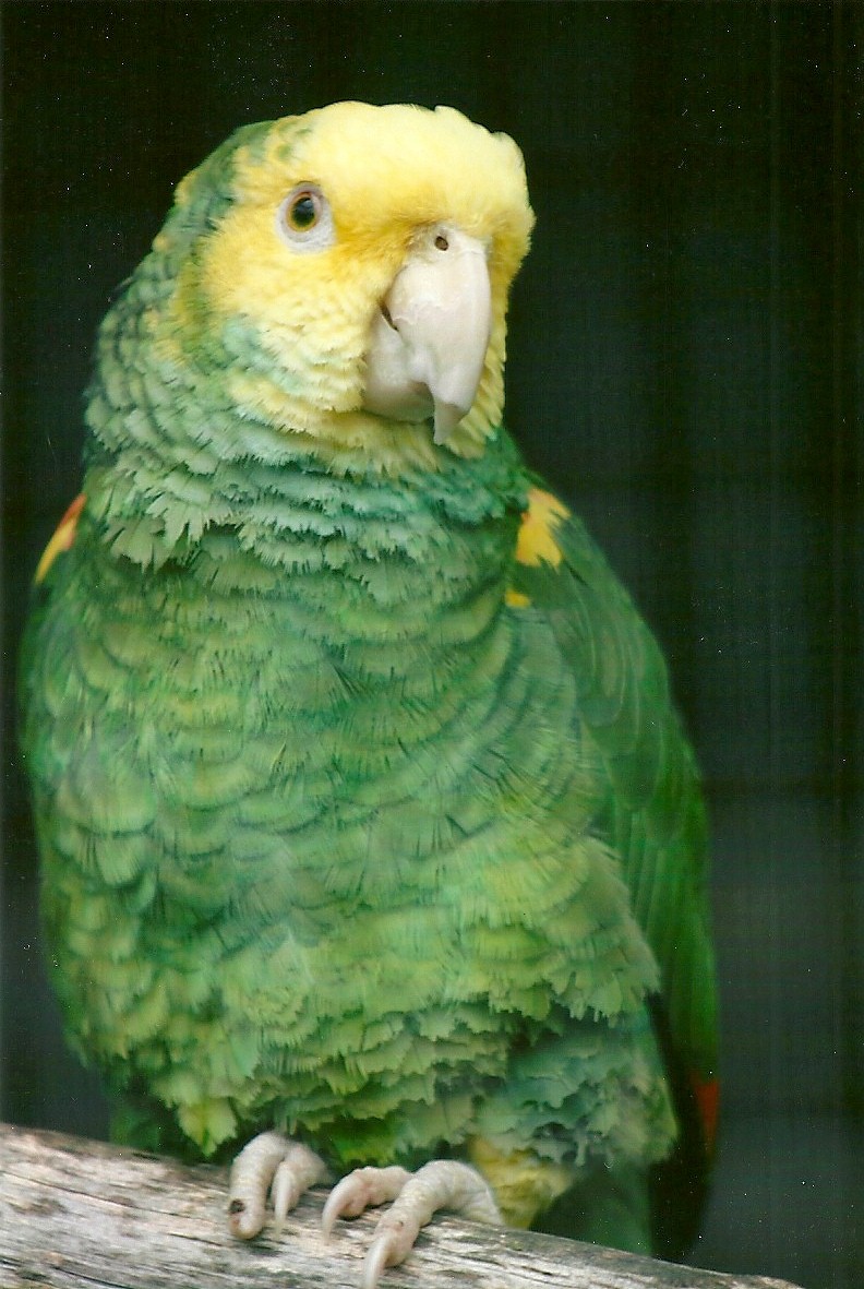 Double Yellow-headed Amazon 10th September 2012