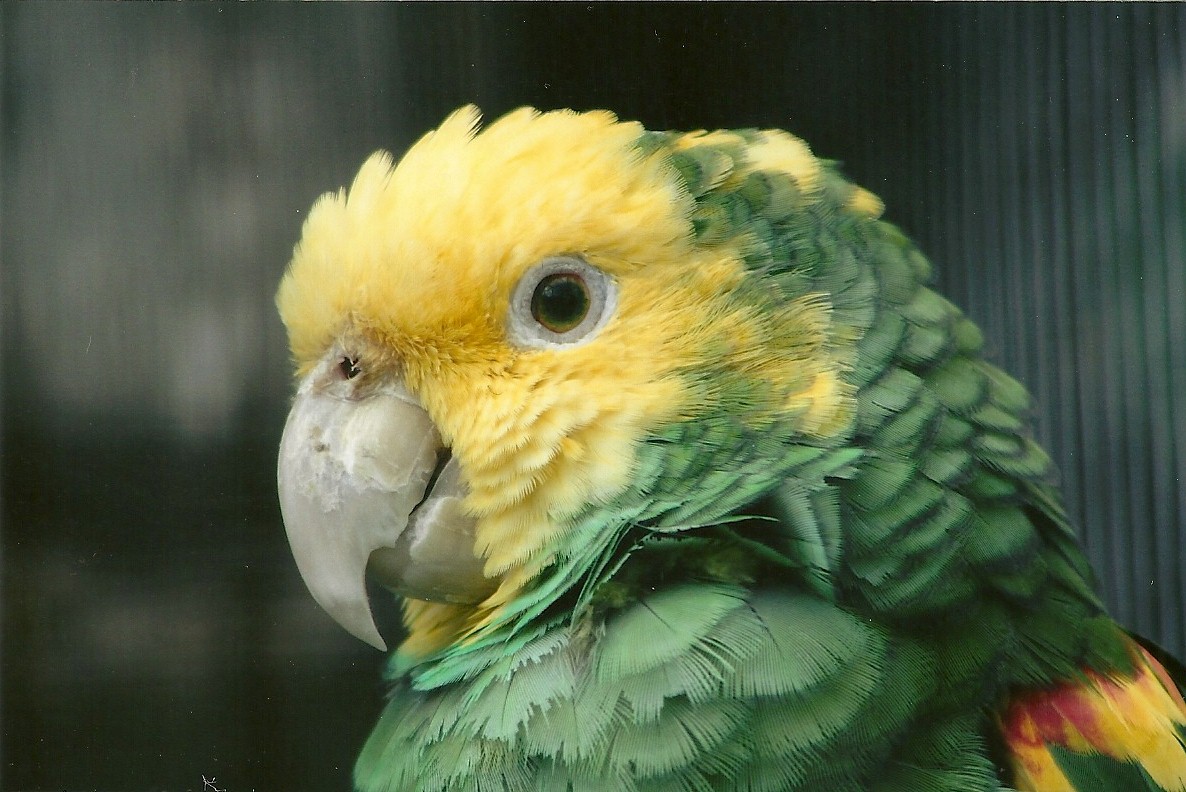 Double Yellow-headed Amazon 5th September 2011