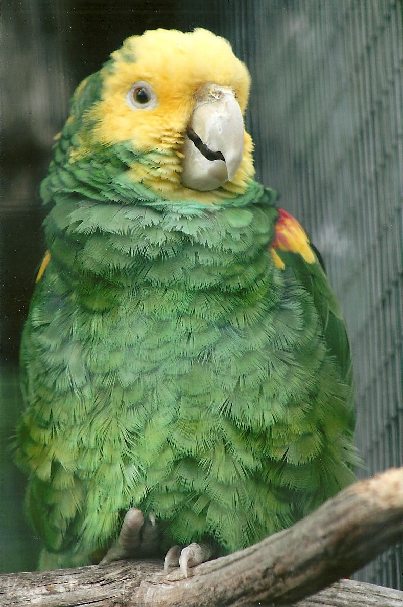 Double Yellow-headed Amazon 5th September 2011