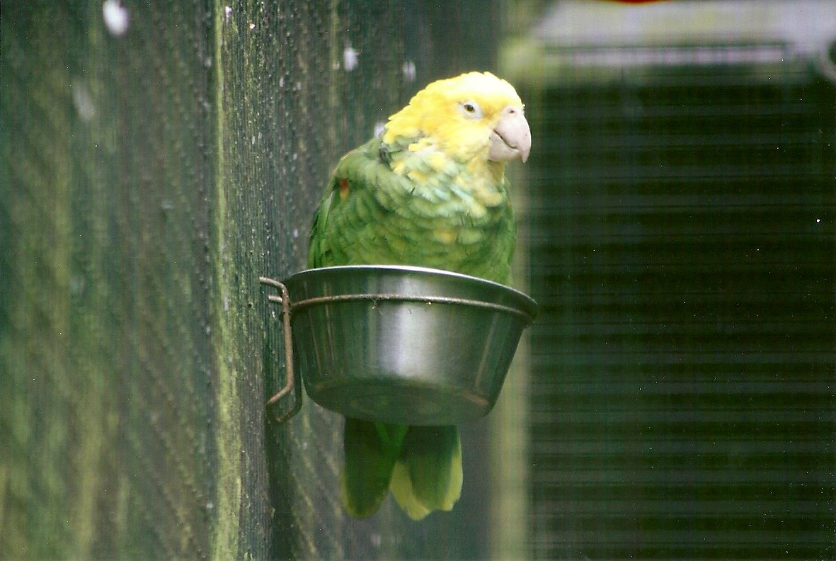 Double Yellow-headed Amazon 9th September 2012