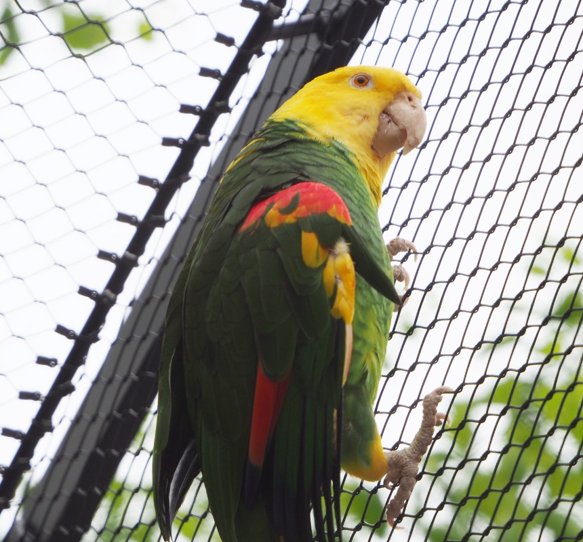Double yellow-headed amazon (Amazona oratrix oratrix), 2020-05-24