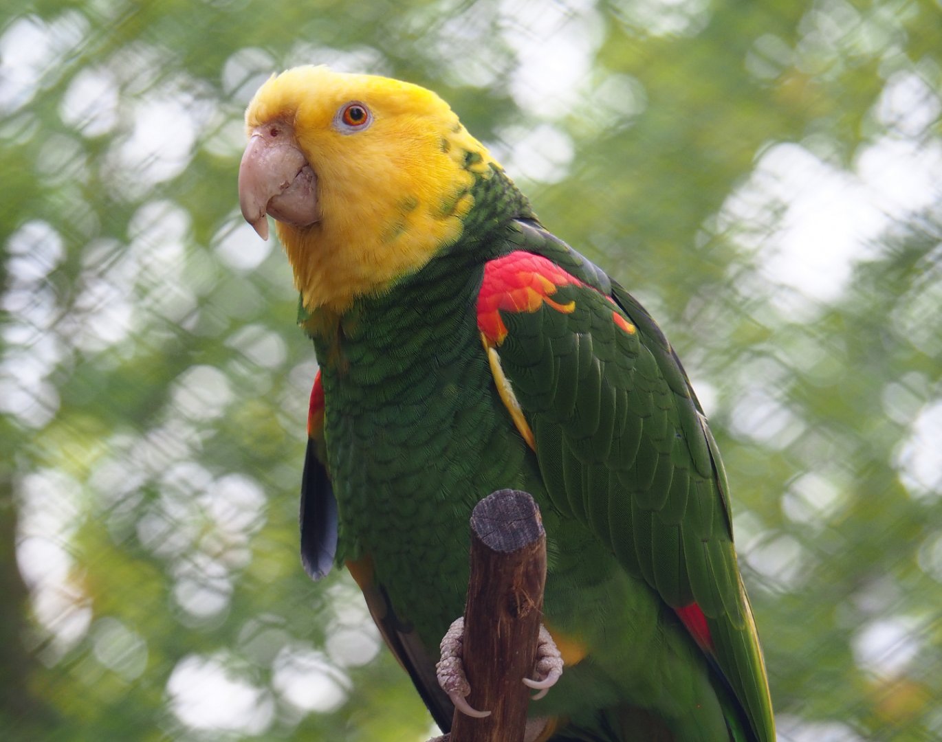 Double yellow-headed amazon (Amazona oratrix oratrix), 2020-06-28