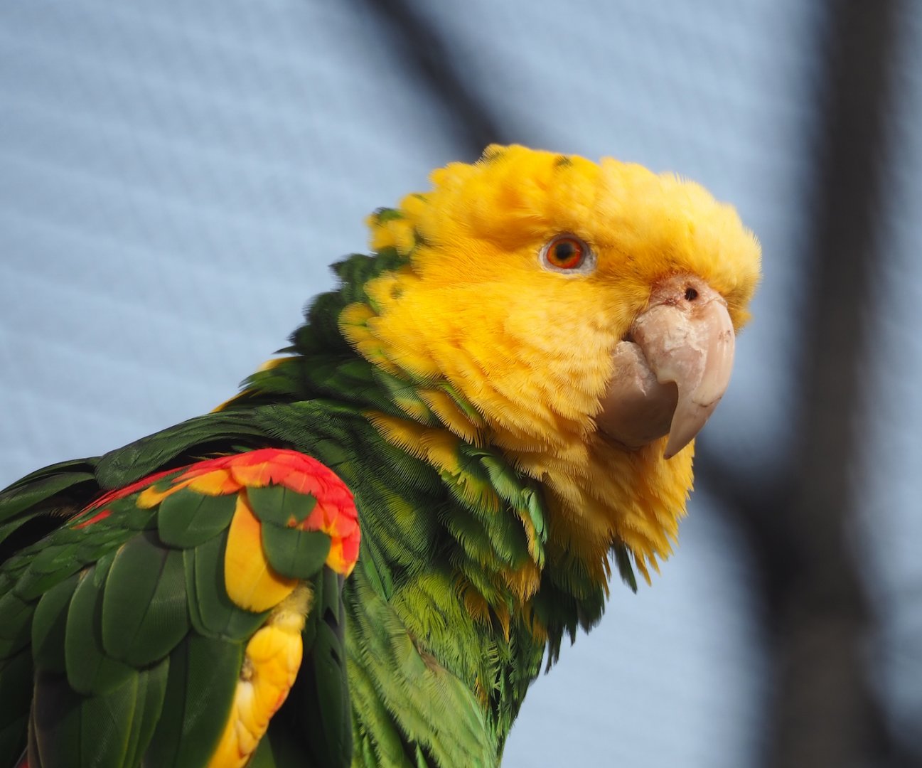 Double yellow-headed amazon (Amazona oratrix oratrix), 2023-07-22
