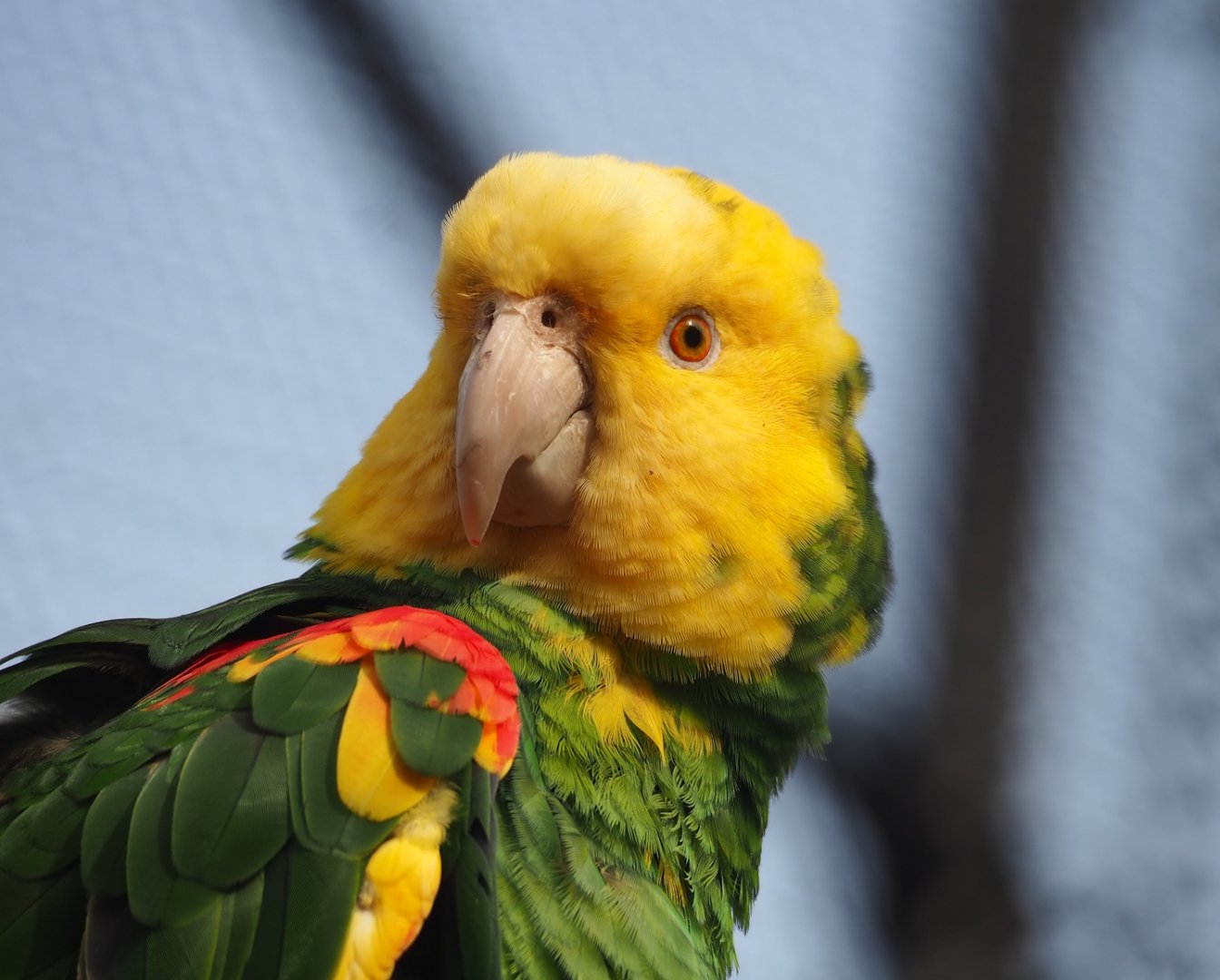 Double yellow-headed amazon (Amazona oratrix oratrix), 2023-07-22