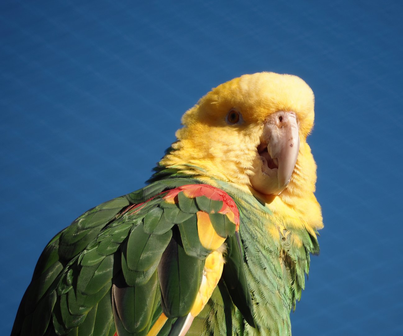 Double yellow-headed amazon (Amazona oratrix oratrix), 2024-03-09