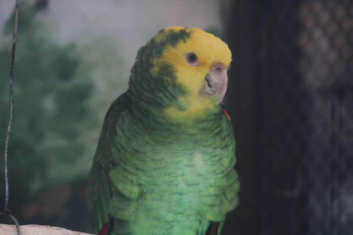 Double yellow-headed amazon (Amazona oratrix oratrix)