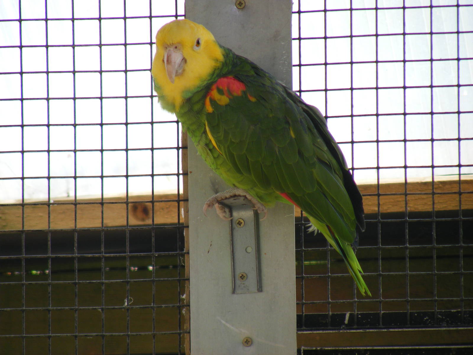 Double yellow headed amazon at Tropical Wings, 13 September 2011