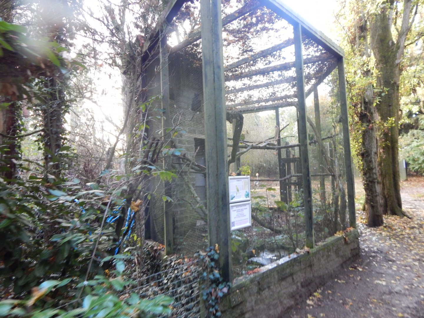 Double yellow-headed amazon aviary 011125