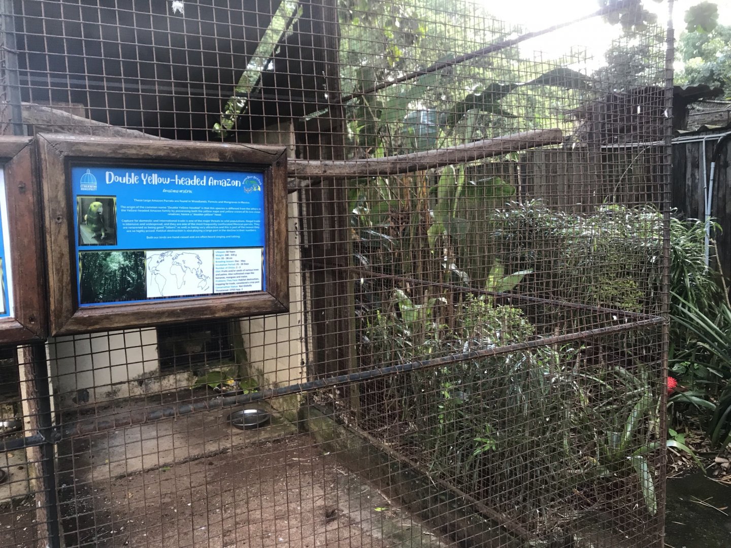 Double Yellow-Headed Amazon Exhibit
