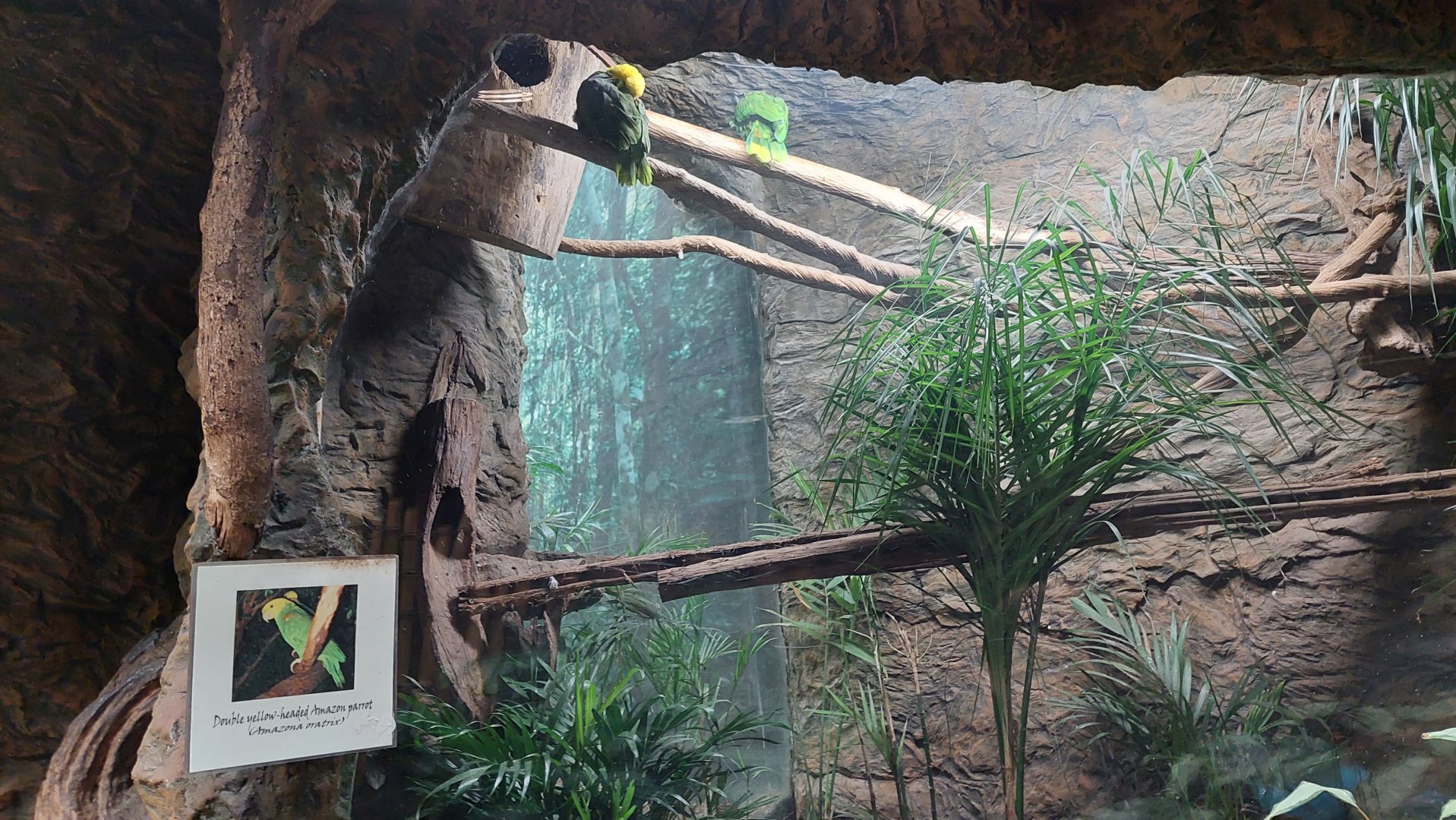 Double Yellow-Headed Amazon Parrot Exhibit