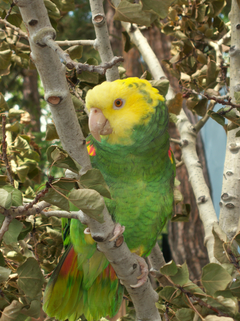 Double Yellow-headed Amazon Parrot