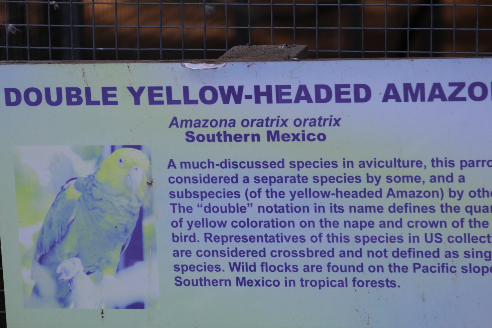 Double Yellow-Headed Amazon Signage