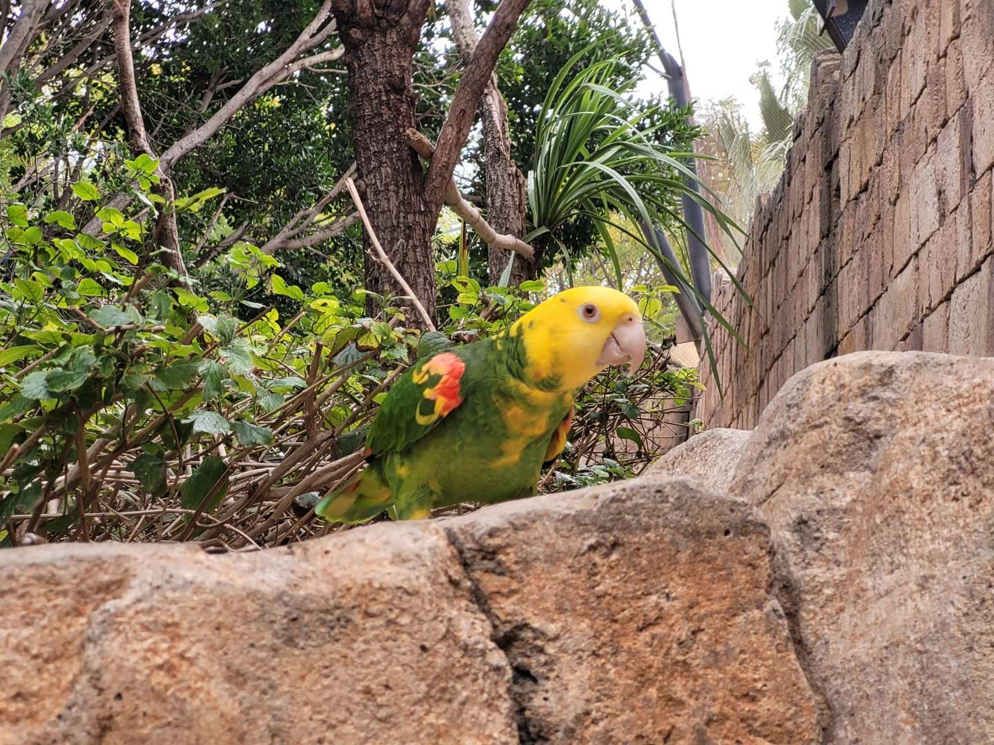 Double yellow-headed amazon -TerraNatura Benidorm (2022)