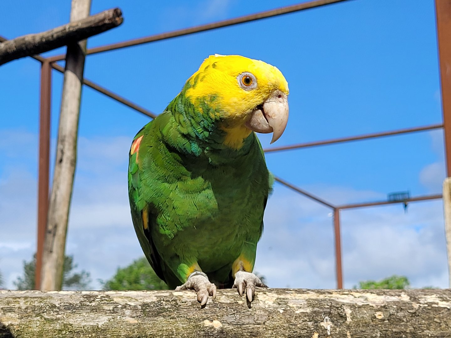 Double yellow-headed amazon -Zoo du bassin d'Arcachon (2024)