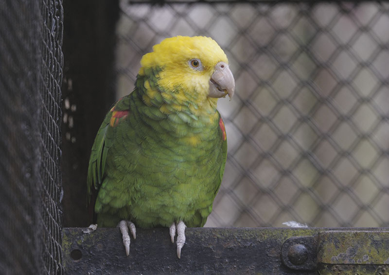 Double yellow-headed amazon
