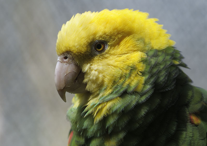 Double yellow-headed amazon