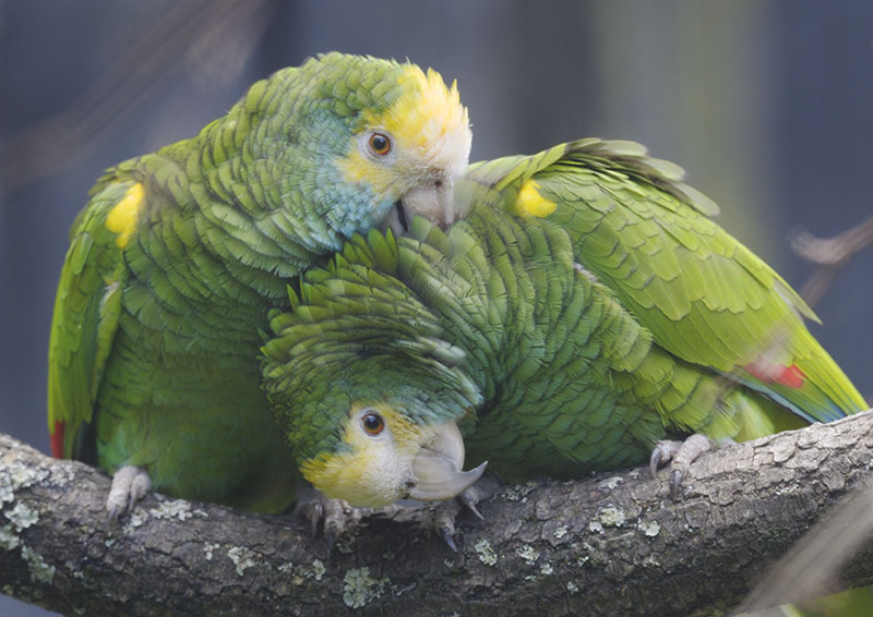 Double yellow-headed amazon