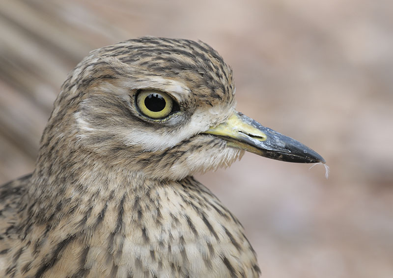 Double yellow-headed amazon