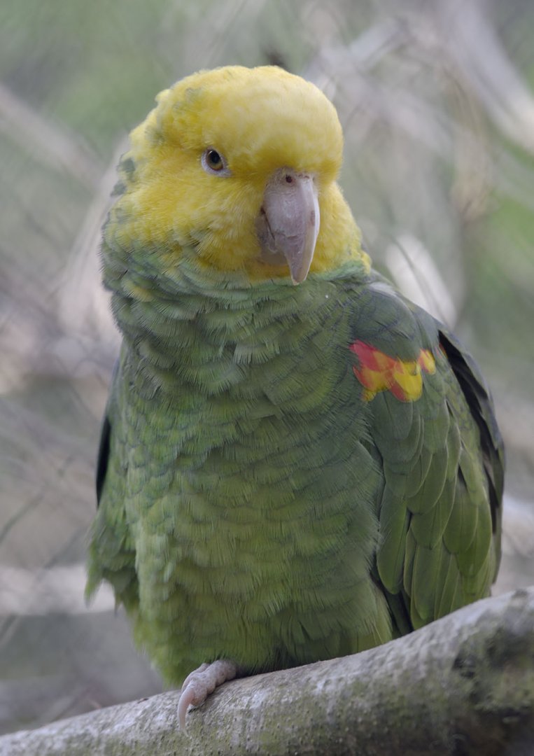 Double yellow-headed amazon