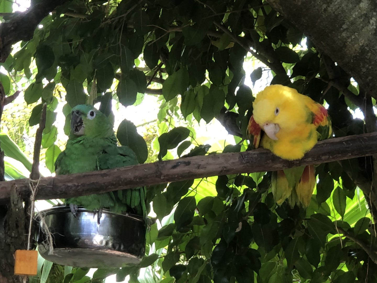 Double Yellow-headed Amazon