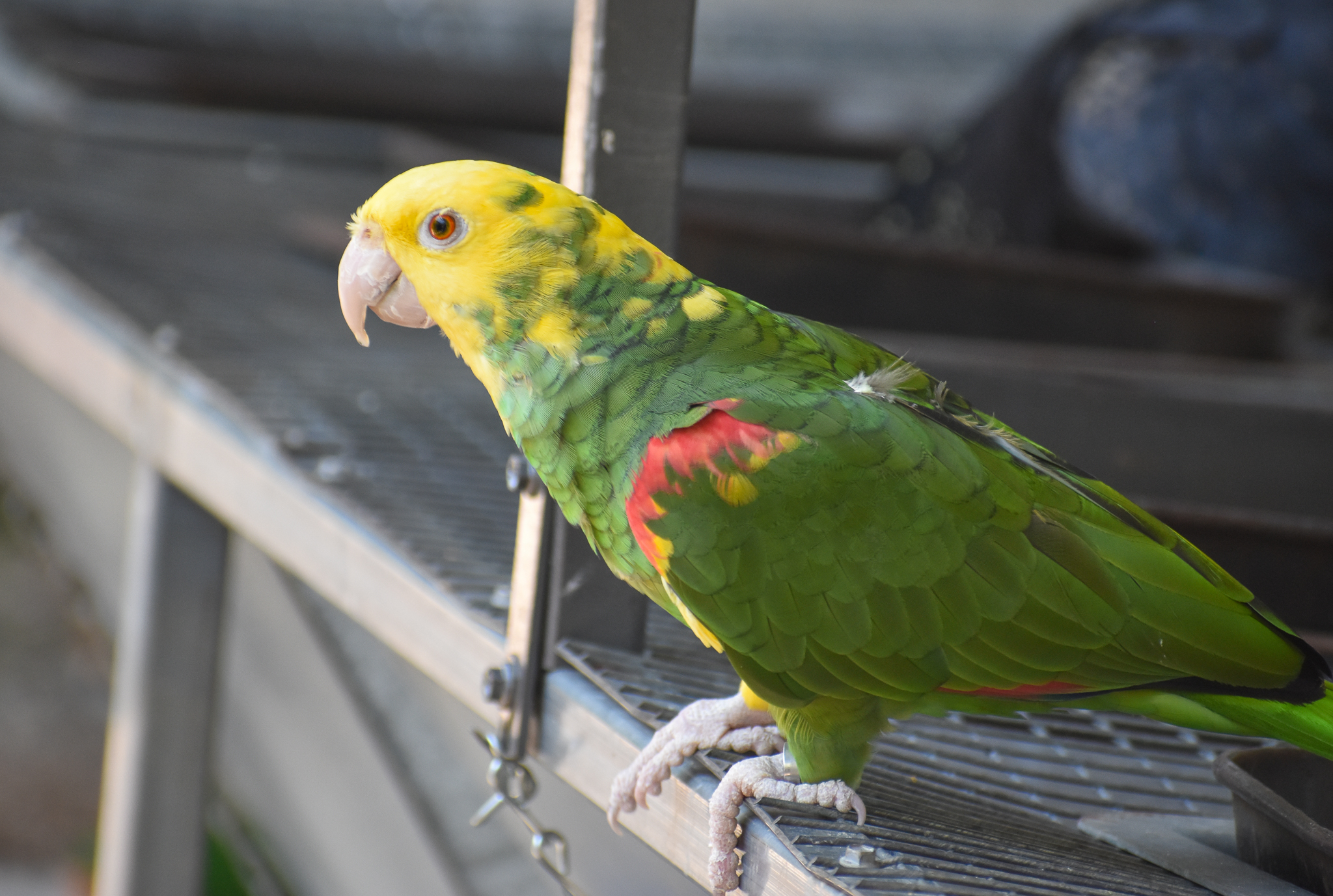 Double Yellow-headed Amazon