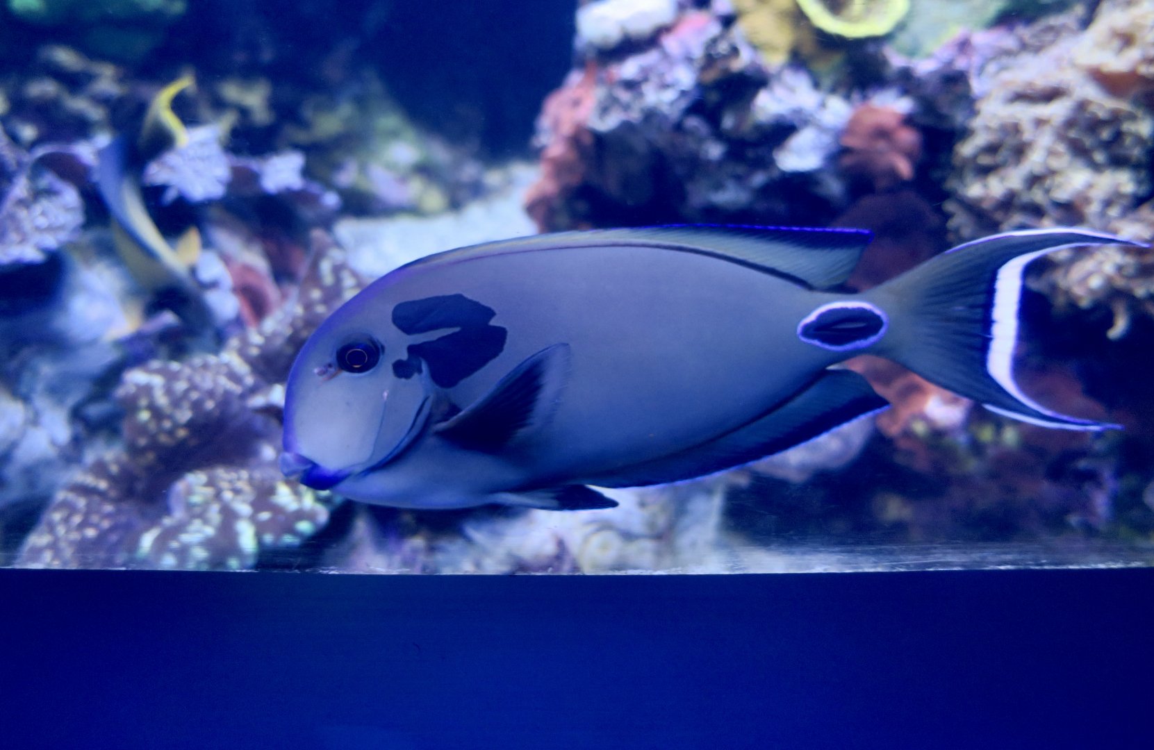 Doubleband Surgeonfish (Acanthurus tennenti)