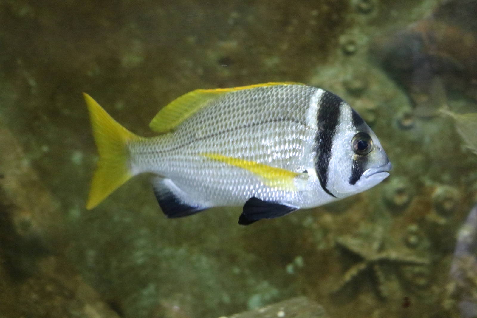 Doublebar bream, February 2016