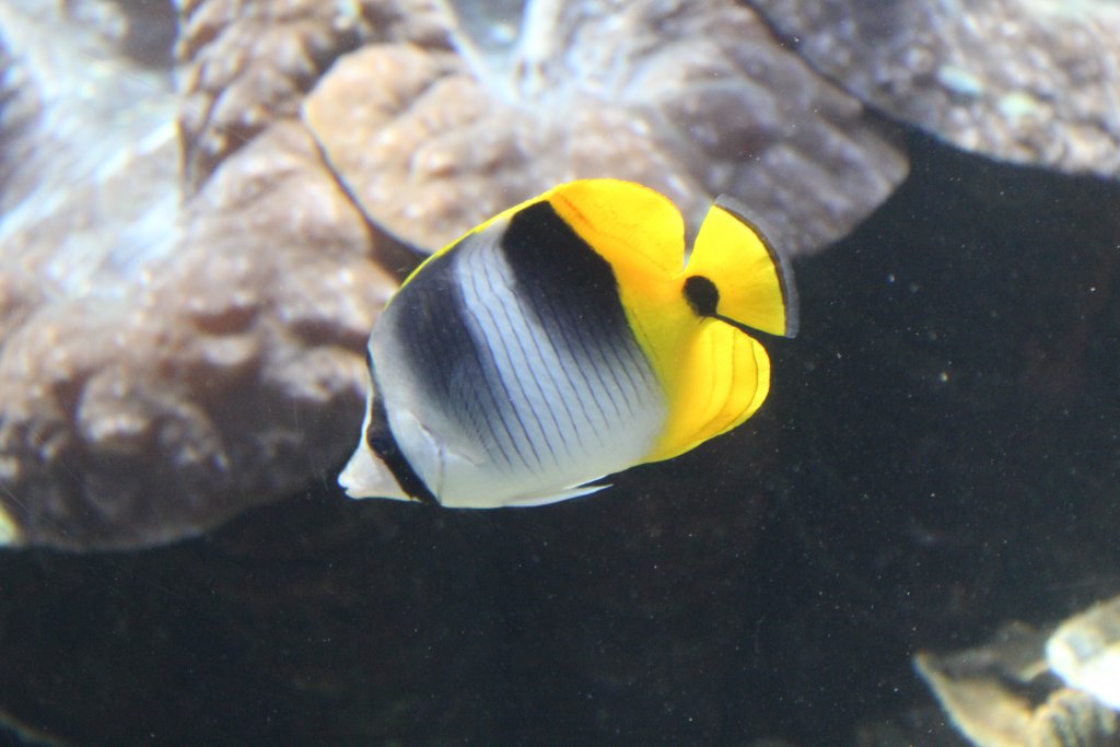 Doublebar Butterflyfish (Chaetodon ulietensis)