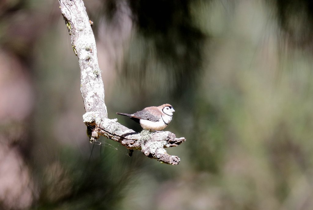 Doublebar Finch