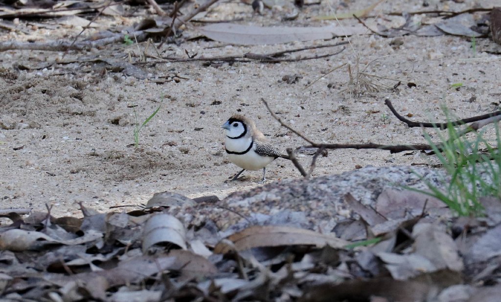 Doublebar Finch