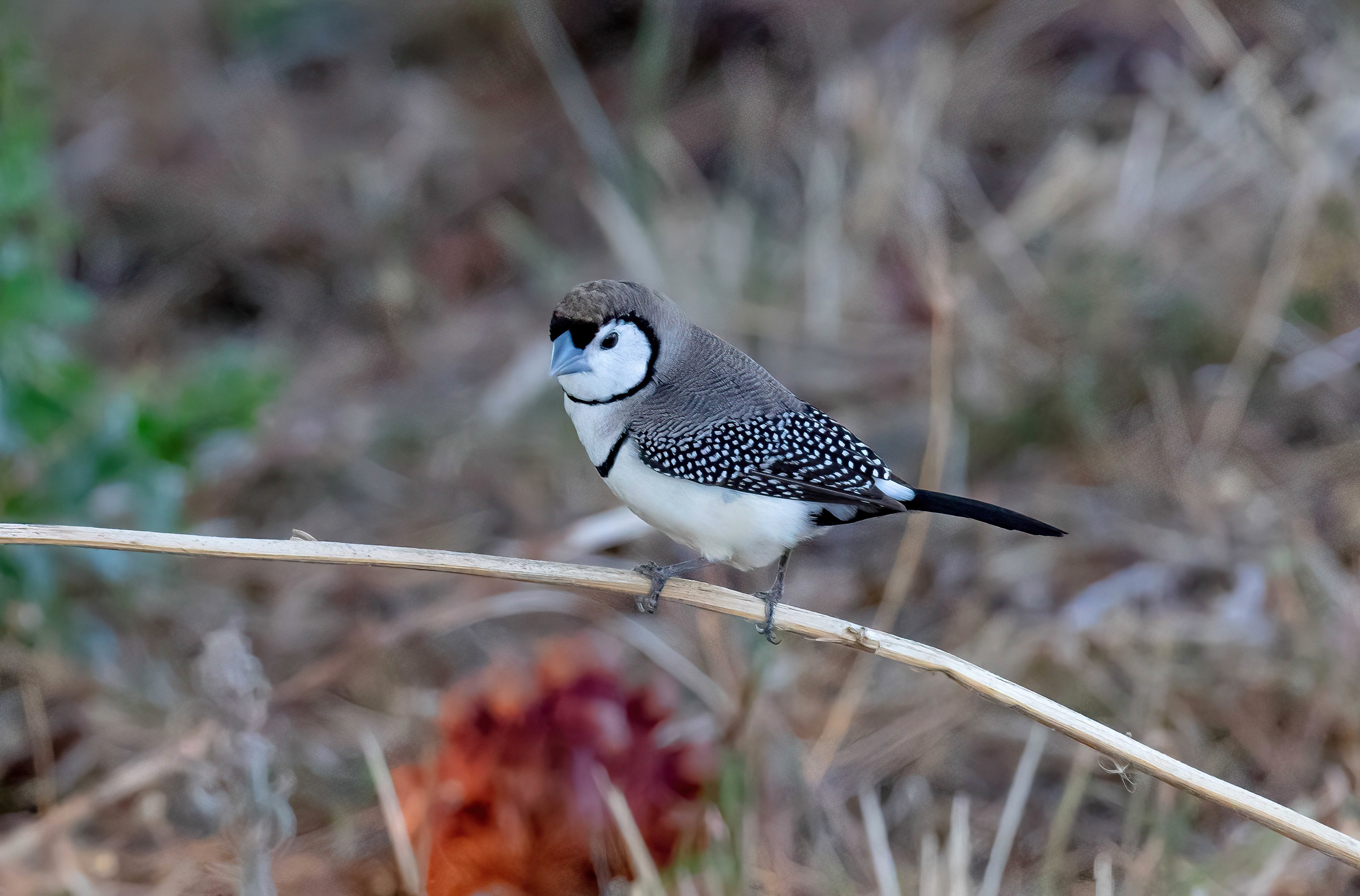 Doublebar Finch