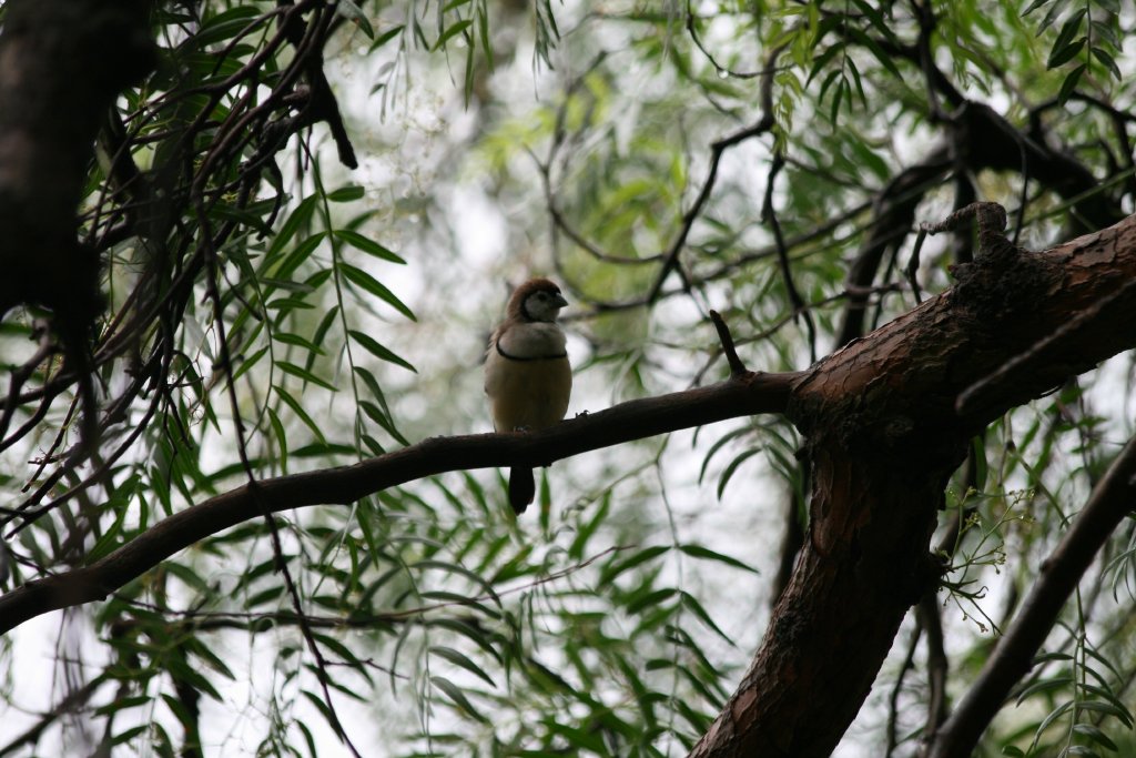 Doublebar Finch