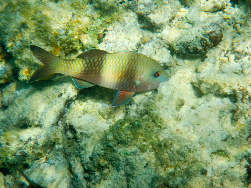 Doublebar Goatfish (Parpeneus crassilabrus)