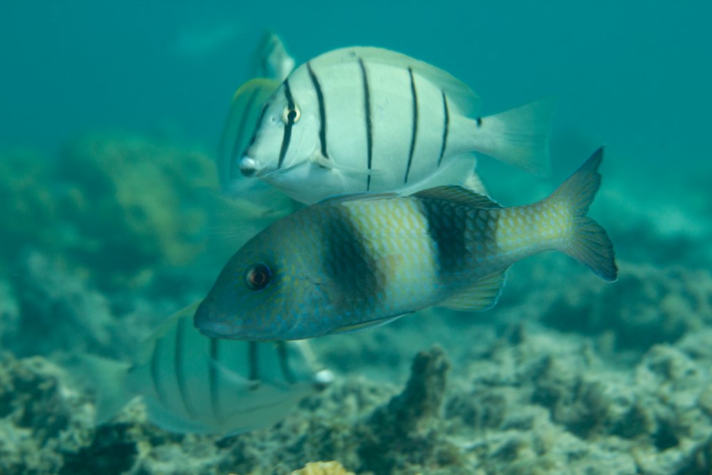 Doublebar Goatfish (Parupeneus crassilabris)
