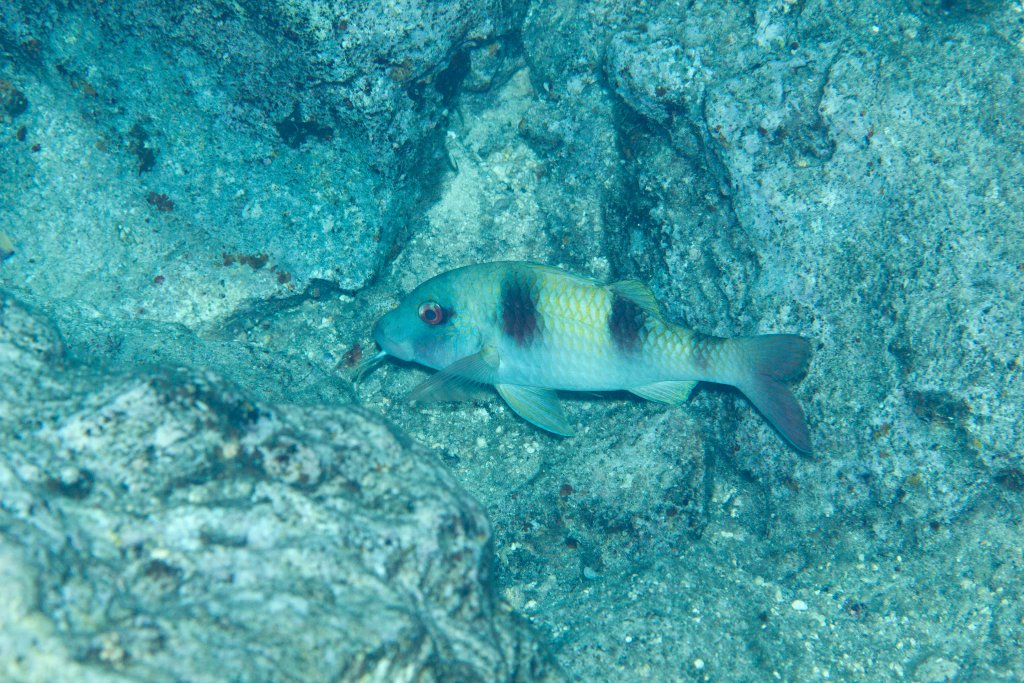 Doublebar Goatfish (Parupeneus crassilabrus)