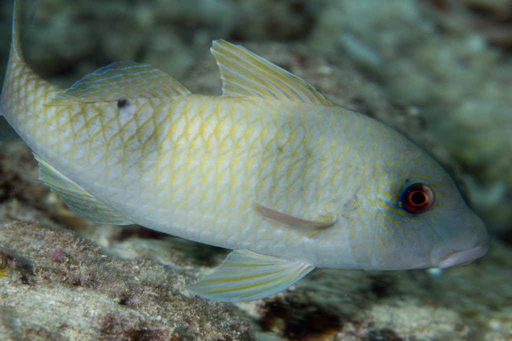 Doublebar Goatfish (Parupeneus crassilabrus)