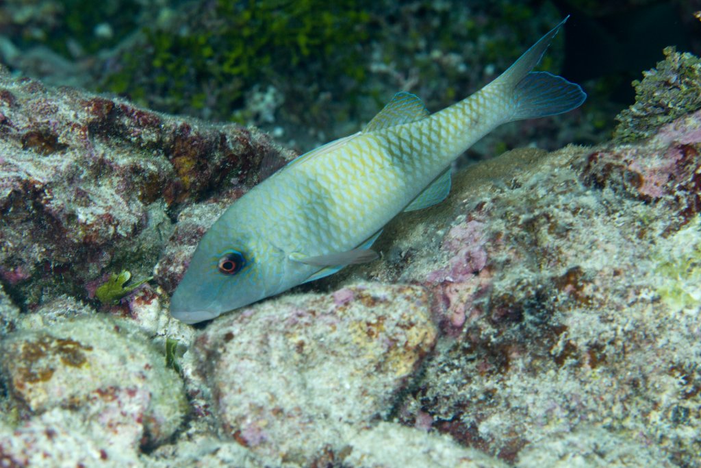 Doublebar Goatfish (Parupeneus crassilabrus)