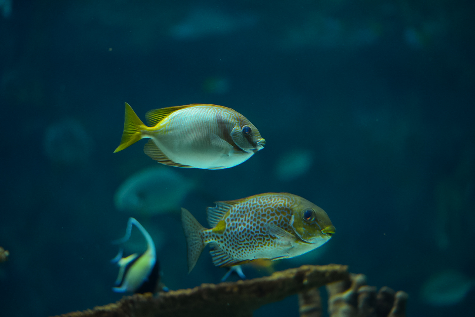 Doublebar Rabbitfish & Orange-spotted Rabbitfish