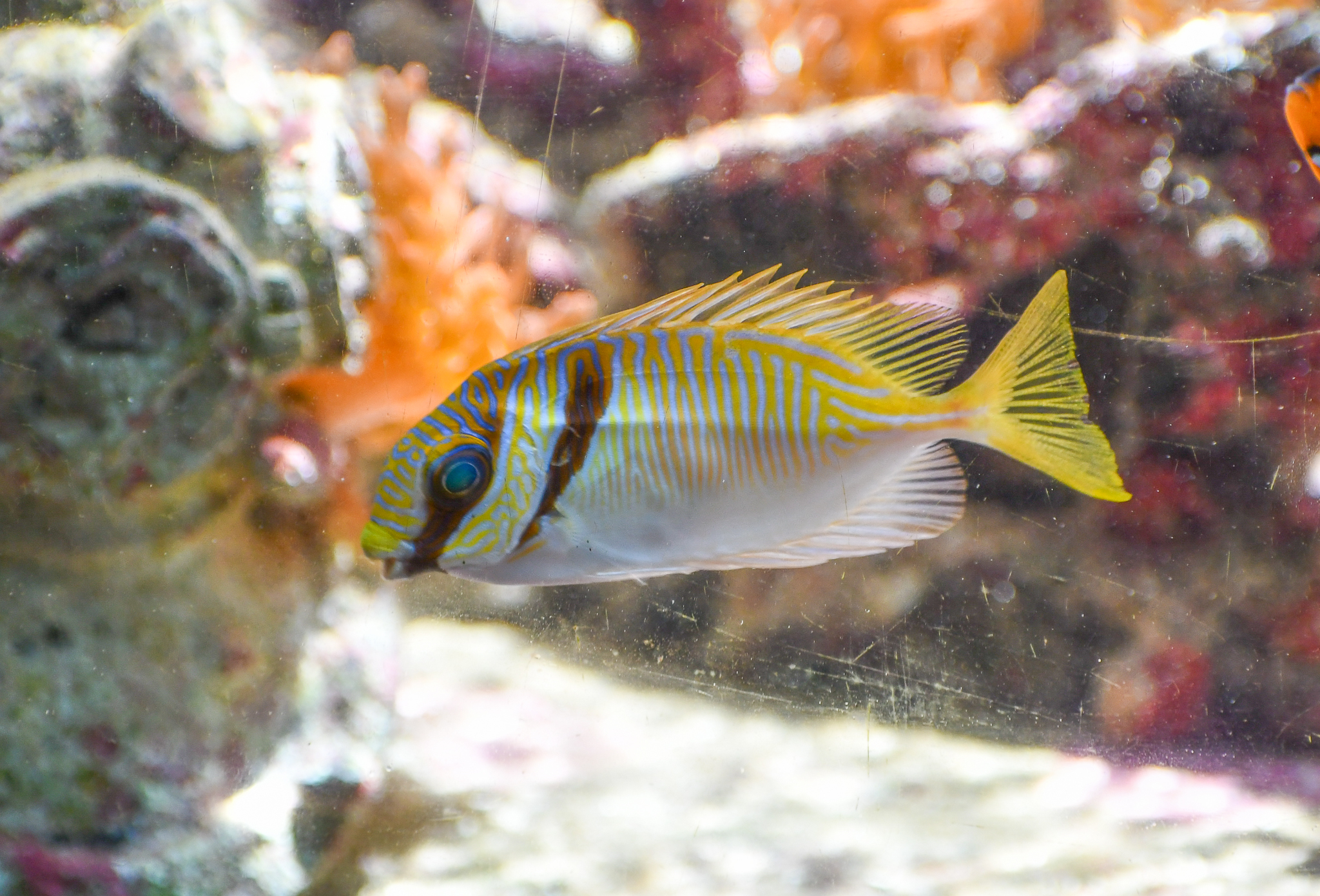 Doublebar Rabbitfish